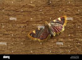 Attēlu rezultāti vaicājumam “Hypsopygia costalis”