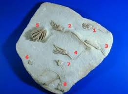 Attēlu rezultāti vaicājumam “Carterocephalus silvicolus underside”