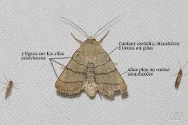 Attēlu rezultāti vaicājumam “Charanyca trigrammica”