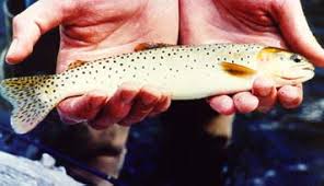 Image result for Oncorhynchus clarkii