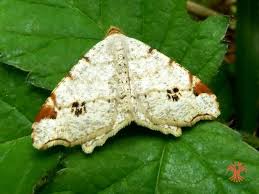 Attēlu rezultāti vaicājumam “Macaria wauaria”