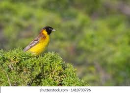 Image result for Emberiza melanocephala