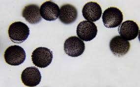 Attēlu rezultāti vaicājumam “Lamproderma pseudomaculatum spores”