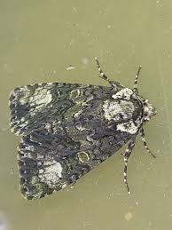 Attēlu rezultāti vaicājumam “Craniophora ligustri imago”