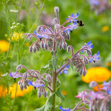 Image result for Borago officinalis