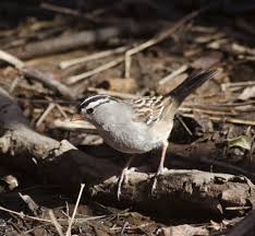 Image result for Zonotrichia leucophrys