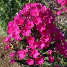 Image result for Phlox paniculata `Sweet Summer`