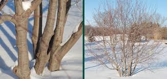 Attēlu rezultāti vaicājumam “Carpinus caroliniana”