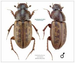 Attēlu rezultāti vaicājumam “Aegialia arenaria”