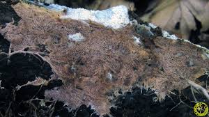 Attēlu rezultāti vaicājumam “Steccherinum fimbriatum”