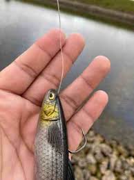 Image result for biojack tehron