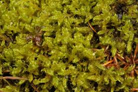 Attēlu rezultāti vaicājumam “Calliergonella lindbergii”