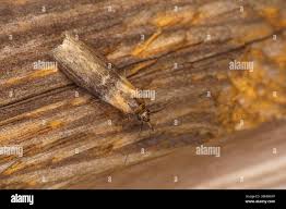 Attēlu rezultāti vaicājumam “Sciota fumella”