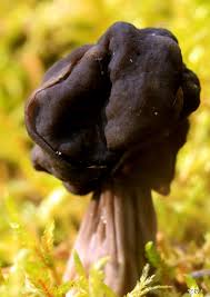 Attēlu rezultāti vaicājumam “Helvella lacunosa”