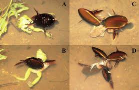 Attēlu rezultāti vaicājumam “Dytiscidae”