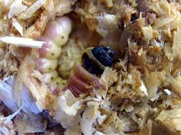 Attēlu rezultāti vaicājumam “Cossus cossus larva”