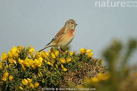 Attēlu rezultāti vaicājumam “Carduelis cannabina male”