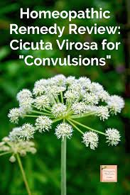 Attēlu rezultāti vaicājumam “Cicuta virosa”