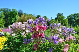 Image result for Akelei