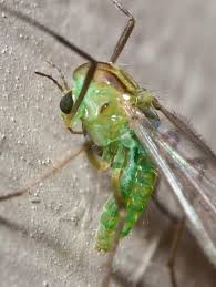 Attēlu rezultāti vaicājumam “Tanytarsus”