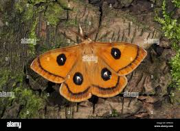 Attēlu rezultāti vaicājumam “Aglia tau”