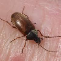 Attēlu rezultāti vaicājumam “Isomira murina”