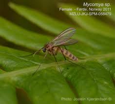 Attēlu rezultāti vaicājumam “Mycetophilidae”