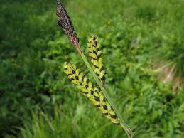 Attēlu rezultāti vaicājumam “Carex cespitosa”