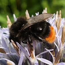 Attēlu rezultāti vaicājumam “Bombus lapidarius”