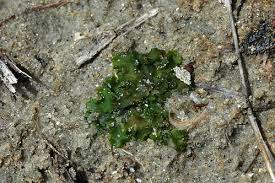 Attēlu rezultāti vaicājumam “Aneura pinguis”