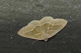 Attēlu rezultāti vaicājumam “Hylaea fasciaria”