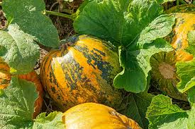 Attēlu rezultāti vaicājumam “Cucurbita pepo leaf”