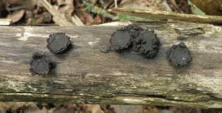 Attēlu rezultāti vaicājumam “Biscogniauxia repanda”