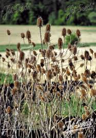 Image result for Dipsacus silvestris