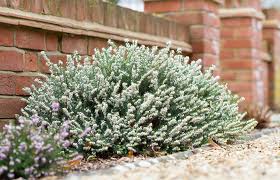 Attēlu rezultāti vaicājumam “Erica x darleyensis flower”