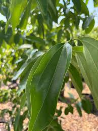 Attēlu rezultāti vaicājumam “Cinna latifolia leaf”