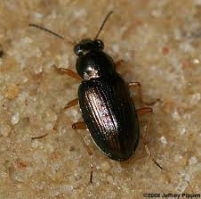 Attēlu rezultāti vaicājumam “Bembidion sp.”