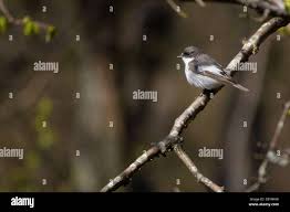 Attēlu rezultāti vaicājumam “Ficedula hypoleuca juvenile”