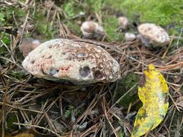 Attēlu rezultāti vaicājumam “Hydnellum sp.”
