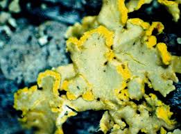 Attēlu rezultāti vaicājumam “Vulpicida pinastri”