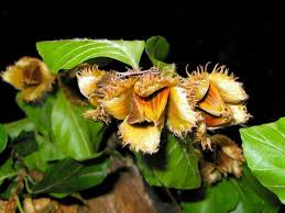 Attēlu rezultāti vaicājumam “Bolitophagus reticulatus imago”