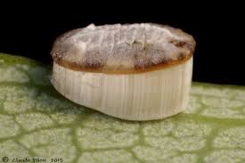 Attēlu rezultāti vaicājumam “Aleurochiton aceris”