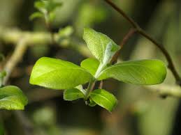 Attēlu rezultāti vaicājumam “Salix caprea leaf”