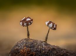 Attēlu rezultāti vaicājumam “Physarum diderma macro”