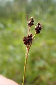 Attēlu rezultāti vaicājumam “Luzula multiflora”