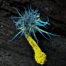 Attēlu rezultāti vaicājumam “Tilachlidium brachiatum”