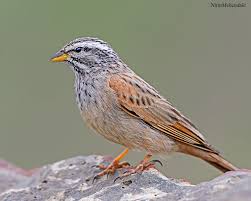 Attēlu rezultāti vaicājumam “Emberiza schoeniclus eggs”