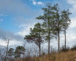 Attēlu rezultāti vaicājumam “Pinus banksiana”