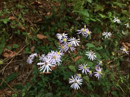 Attēlu rezultāti vaicājumam “Symphyotrichum x salignum leaf”
