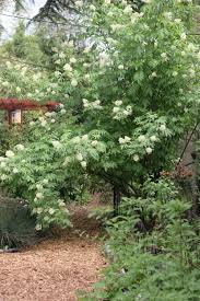 Attēlu rezultāti vaicājumam “Sambucus racemosa”